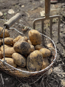 Bioland-Kartoffeln frisch vom Feld