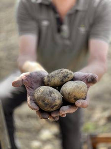 Bauer hält Bioland-Kartoffeln in den Händen. frisch vom Feld ohne Pestizid-Einsatz
